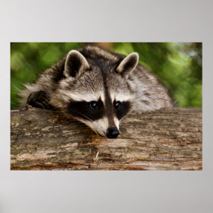 Niedlicher Raccoon-Ruhen auf einem Protokoll Poster