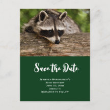 Niedlicher Raccoon-Ruhen auf einem Protokoll Save 