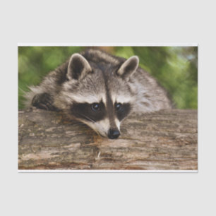 Niedlicher Raccoon-Ruhen auf einem Protokoll Seidenpapier