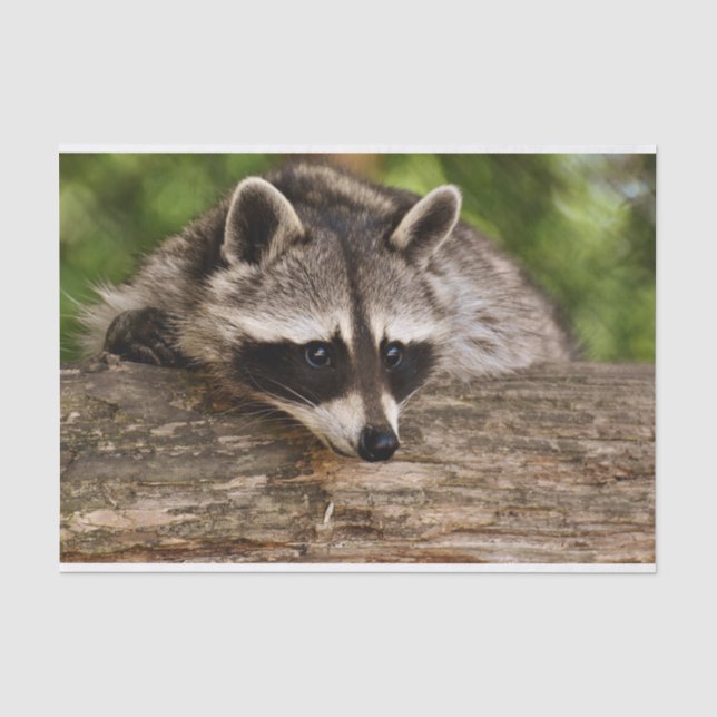Niedlicher Raccoon-Ruhen auf einem Protokoll Seidenpapier (Vorderseite)