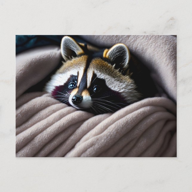 Niedlicher Racon in einer weichen Decke eingebette Postkarte (Vorderseite)