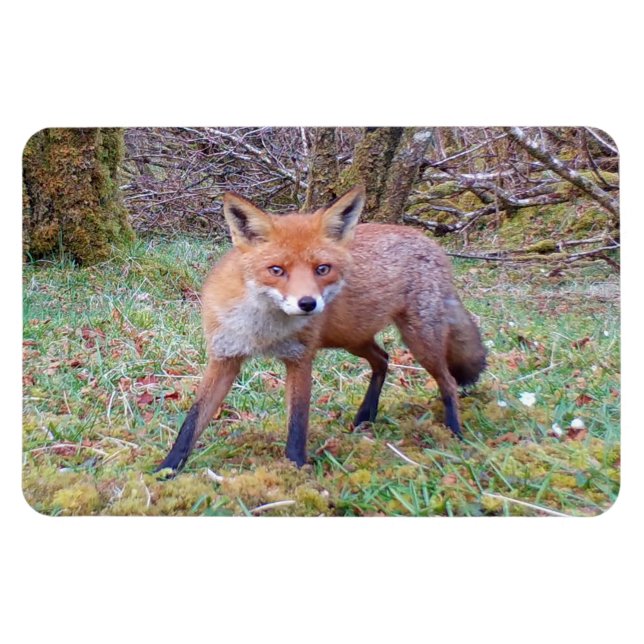 Niedlicher Red Fox Horizontal Flexi Foto Magnet (Horizontal)