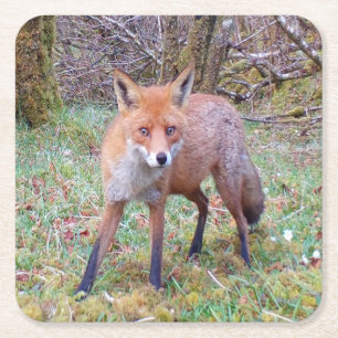 Niedlicher Red Fox-Untersetzer Rechteckiger Pappuntersetzer