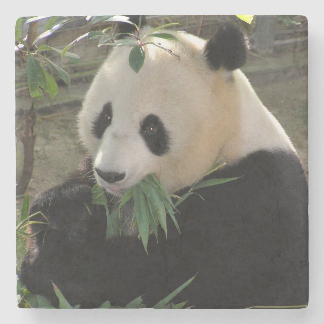 Niedlicher Riesenbär Steinuntersetzer (Vorderseite)
