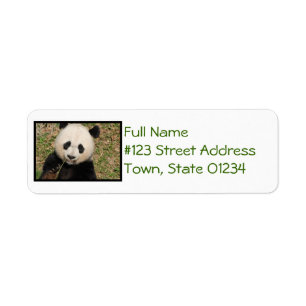Niedlicher riesiger Panda-Bär