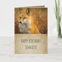 Niedlicher Roter Fuchs Wilderness Nature Foto Gebu