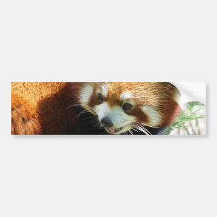 Niedlicher roter Panda-Bärn-Autoaufkleber Autoaufkleber