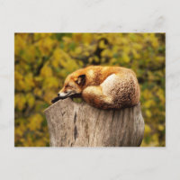 Niedlicher Rotfuchs auf Baumstumpf