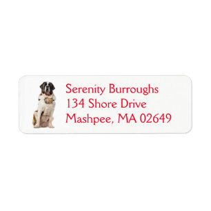 Niedlicher Saint Bernard Welpe Hund Funny St Berna