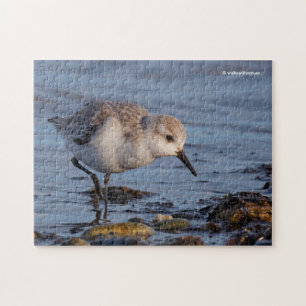 Niedlicher Sandpiper Spaziergang durch die Bucht