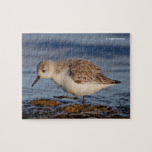 Niedlicher Sandpiper Wandern am Winter Beach