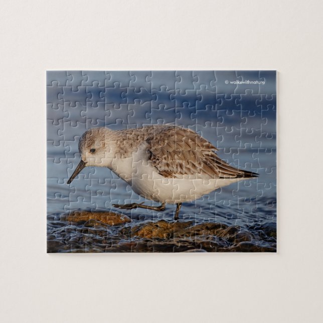 Niedlicher Sandpiper Wandern am Winter Beach (Horizontal)