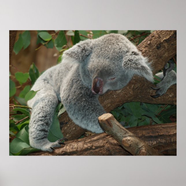 Niedlicher schlafender Koala-Bär Poster (Vorne)