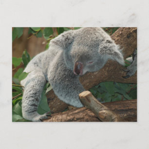 Niedlicher schlafender Koala-Bär Postkarte