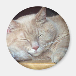 NIEDLICHER SCHLÄFRIGER CAT MAGNET