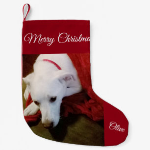 Niedlicher Schneeweißer Labrador Mix Hund Weihnac Kleiner Weihnachtsstrumpf