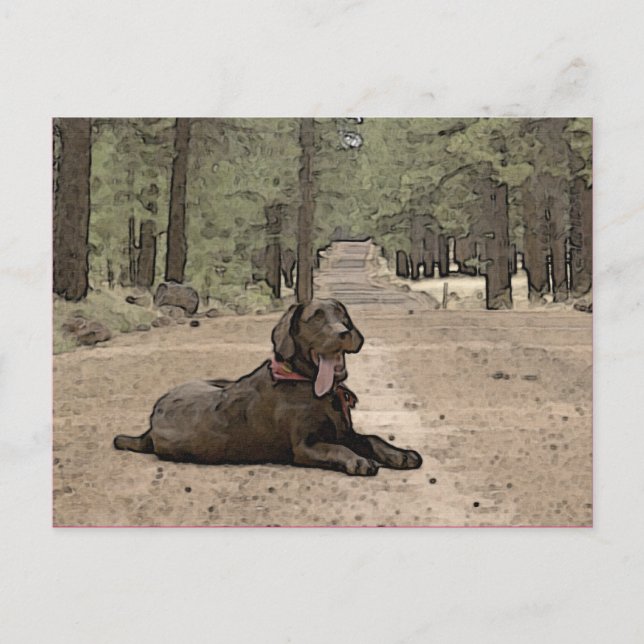 Niedlicher Schokolade-Labrador auf einem Waldweg Postkarte (Vorderseite)