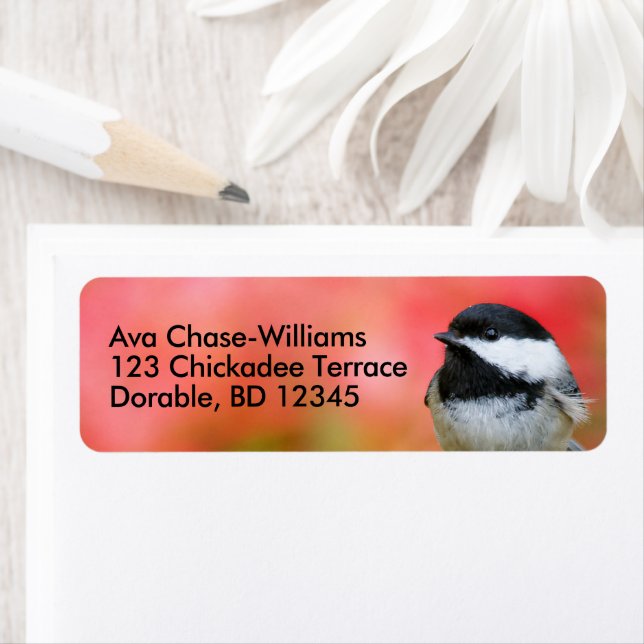 Niedlicher, schwarz gekappter Chickadee-Songbird a (Insitu)