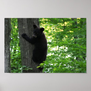 Niedlicher Schwarzer Bär Klettern auf dem Baum im  Poster
