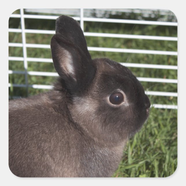 Niedlicher schwarzer Hase auf grünem Gras Quadratischer Aufkleber (Vorderseite)