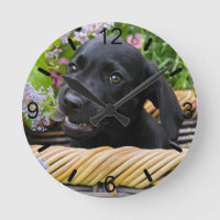 Niedlicher schwarzer Labrador Retriever Dog Welpe 