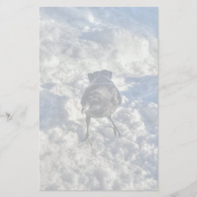 Niedlicher Schwarzer Rabe im Schnee-Foto Briefpapier (Vorderseite)