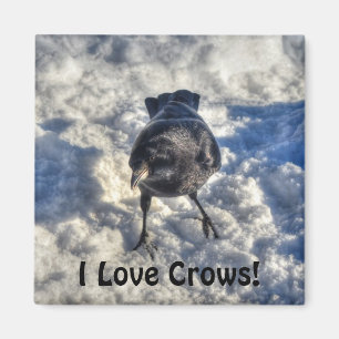 Niedlicher Schwarzer Rabe im Schnee-Foto Magnet