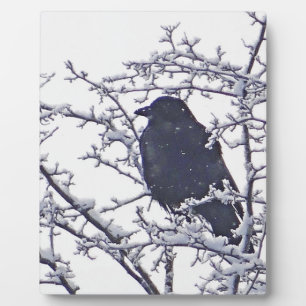 Niedlicher schwarzer Vogel in verschneiten Ästen Fotoplatte