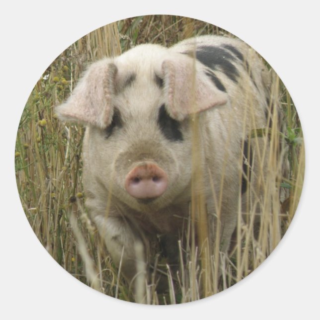 Niedlicher Schweinekleber Runder Aufkleber (Vorderseite)