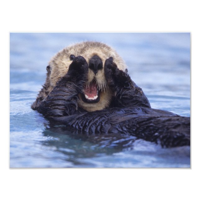 Niedlicher Seeotter | Alaska, USA Fotodruck (Vorne)