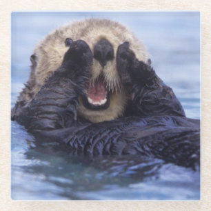 Niedlicher Seeotter   Alaska, USA Glasuntersetzer