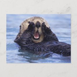 Niedlicher Seeotter | Alaska, USA Postkarte