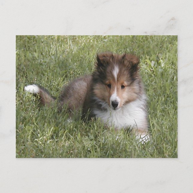 Niedlicher Shetland Sheepdog Welpe im Gras Postkarte (Vorderseite)