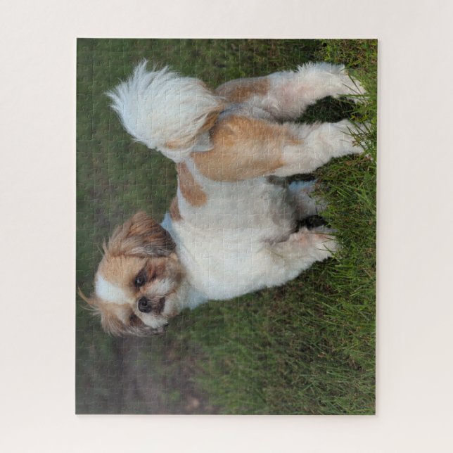 Niedlicher Shih-Tzu (Vertikal)