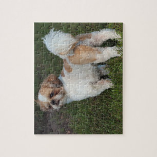 Niedlicher Shih Tzu