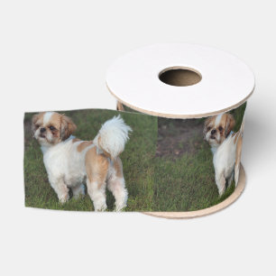 Niedlicher Shih Tzu Ripsband