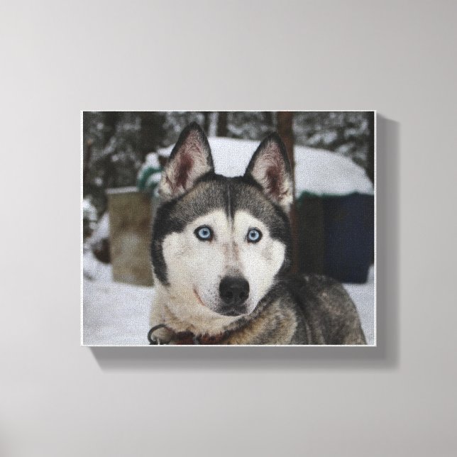 Niedlicher sibirischer Husky Leinwanddruck (Vorderseite)