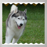 Niedlicher sibirischer Husky