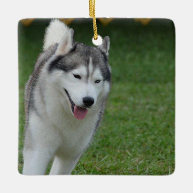 Niedlicher sibirischer Schlittenhund Keramikornament (Vorderseite)