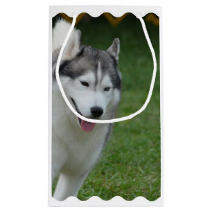 Niedlicher sibirischer Schlittenhund Kleine Geschenktüte