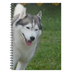 Niedlicher sibirischer Schlittenhund Notizblock