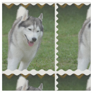 Niedlicher sibirischer Schlittenhund Stoff