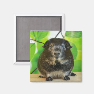 Niedlicher Silberfuchs Guinea Pig Magnet