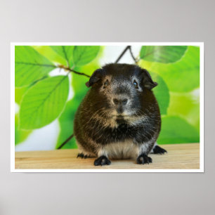 Niedlicher Silberfuchs Guinea Pig Poster