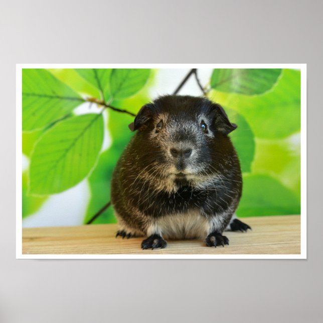 Niedlicher Silberfuchs Guinea Pig Poster (Vorne)