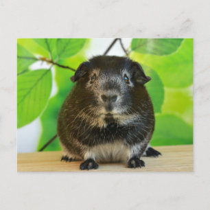 Niedlicher Silberfuchs Guinea Pig Postkarte