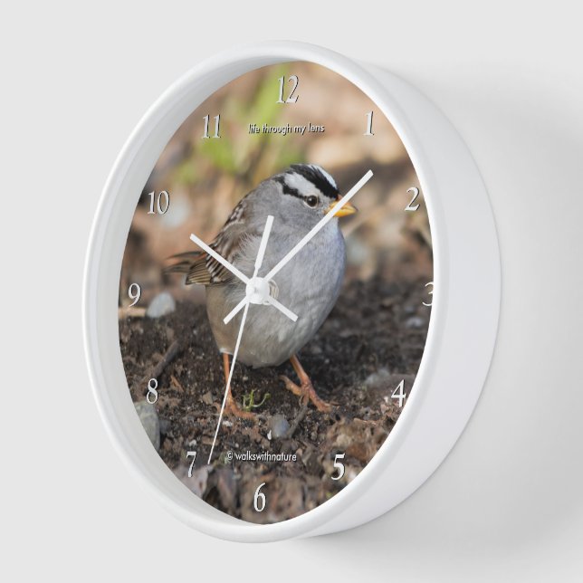 Niedlicher Songvogel aus Weißkronen in Wintersonne Uhr (Winkel)