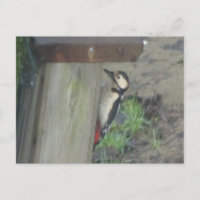 Niedlicher Specker auf Nest Box DIKT Postkarte