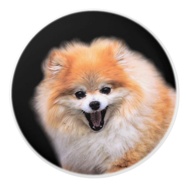 Niedlicher Spitz Hund Keramikknauf (Vorderseite)