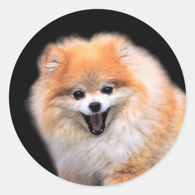Niedlicher Spitz Hund Runder Aufkleber (Vorderseite)